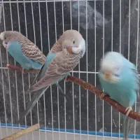 مرغ عشق|پرنده|صدرا-فارس, فاز ۲|دیوار