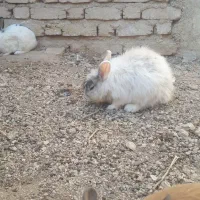 حاج خرگوش|موش و خرگوش|فیروزآباد (فارس), |دیوار