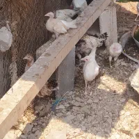 مرغ وخروس