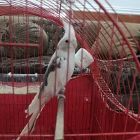 عروس هلندی جفت آلبینو دوکت|پرنده|گرگان, |دیوار