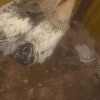 برهما|حیوانات مزرعه|مشگین شهر, |دیوار