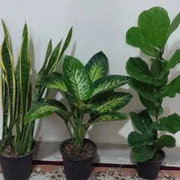 حراجی گل طبیعی دیفن باخیا