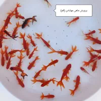ماهی گلدفیش
