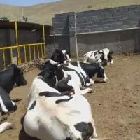 گوساله نر هلشتاین صنعتی