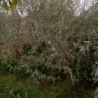 نهال سنجد حاج حسین|خدمات باغبانی و درختکاری|آذرشهر, |دیوار