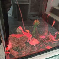 آکواریوم ma24 ماهیران|ماهی|مشهد, فاطمیه|دیوار