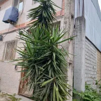 درخت گل یوکا تنه دار قوی