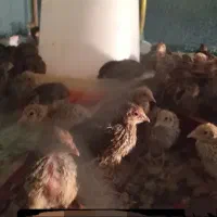 دستگاه جوجه کشی از من تخم نطفه دار از شما|خدمات پیشه و مهارت|آستانه سرا, |دیوار