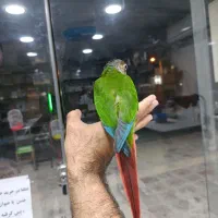 گرینچیک فوق رام و سخنگو و گرینچیک سرلاکی|پرنده|خورموج, |دیوار