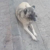 سگ نر