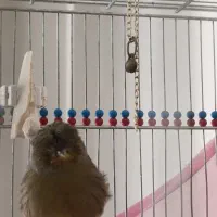 قناری گلاستر.چاقو|پرنده|تهران, مسعودیه|دیوار