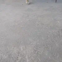 سگ ژرمن اصیل