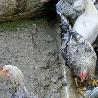 نیمچه خروس محلی(کبابی)|حیوانات مزرعه|ماکلوان, |دیوار