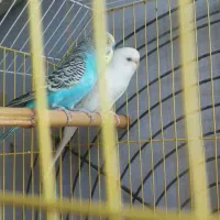 مرغ عشق با تخم  با قفس و همه وسایل