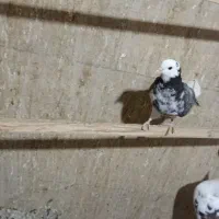 کبوتر پرشی|پرنده|سلطانیه, |دیوار