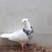 کبوتر