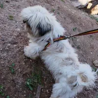 فروشی|سگ|مسجد سلیمان, |دیوار