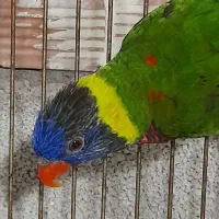 طوطی لری نر|پرنده|سلمان‌شهر, |دیوار