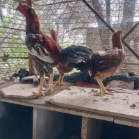 مرغ و خروس لاری
