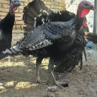 بوقلمون نر و ماده|حیوانات مزرعه|میلاجرد, |دیوار