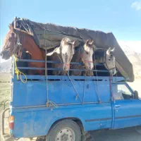 اسب مادیون کره