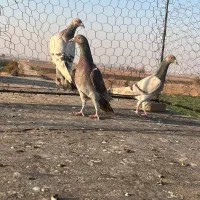 سفیدخطی|پرنده|اقبالیه, |دیوار