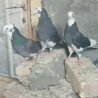 ۳تاشازده
