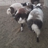 بره قوچی پلنگی