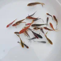 ماهی کوی|ماهی|تهران, جوادیه|دیوار