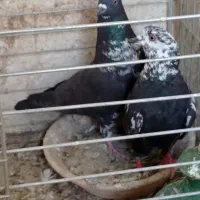 کفتر پرشی درجه۱