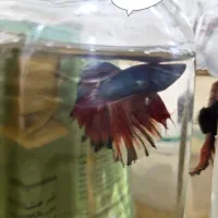 ماهی فایتر|ماهی|خرم‌آباد, |دیوار