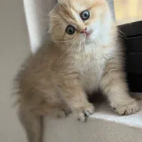 گربه اسکاتیش|گربه|تهران, آرارات|دیوار