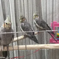 جوجه عروس هلندی سینامون اهویی دستی