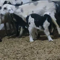 ۱ راس میش بره دار ماده