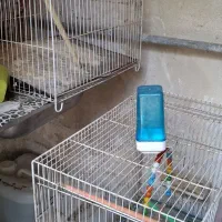 قفس پرنده یک بزرگ دو کوچیک با وسایلش