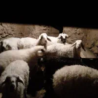 گوسفند ولایتی بره|حیوانات مزرعه|سده (خراسان جنوبی), |دیوار