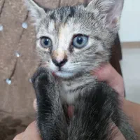 بچه گربه ۲ ماهه