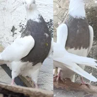 کبوتر،طوقی نسل درجه یک،دونه ای ۷۰۰روهم|پرنده|بیستون, |دیوار