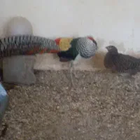 پرنده زینتی لیدی   طاووس|پرنده|شیراز, امام حسین|دیوار