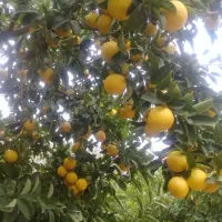 نهالستان مرکبات صاحب الزمان(ع)|خدمات باغبانی و درختکاری|شیراز, حافظیه|دیوار