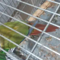 طوطی گرینچیک مولد ۲ ساله|پرنده|شهرکرد, |دیوار