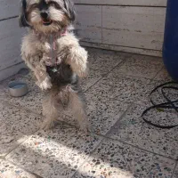 سگ پاکوتاه|سگ|خرمآباد, |دیوار