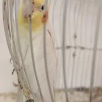 شلنگ هدرولینگ ریو