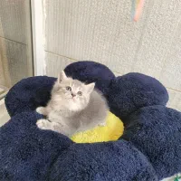 گربه بریتیش ماده