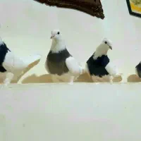 کبوتر|پرنده|رحمتآباد, |دیوار