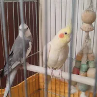 عروس هلندی مولد