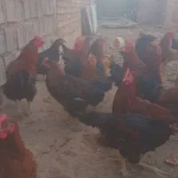 تعداد ۵۰عدد مرغ ویروس فروشی|حیوانات مزرعه|سلامی, |دیوار
