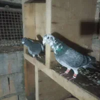 کبوتر مسافتی رنگی تکپر گرفتنی معاوضه