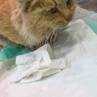 نگهداری گربه بیمار