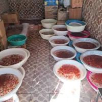 ماهی‌قرمز‌شب‌عید|ماهی|اردبیل, |دیوار